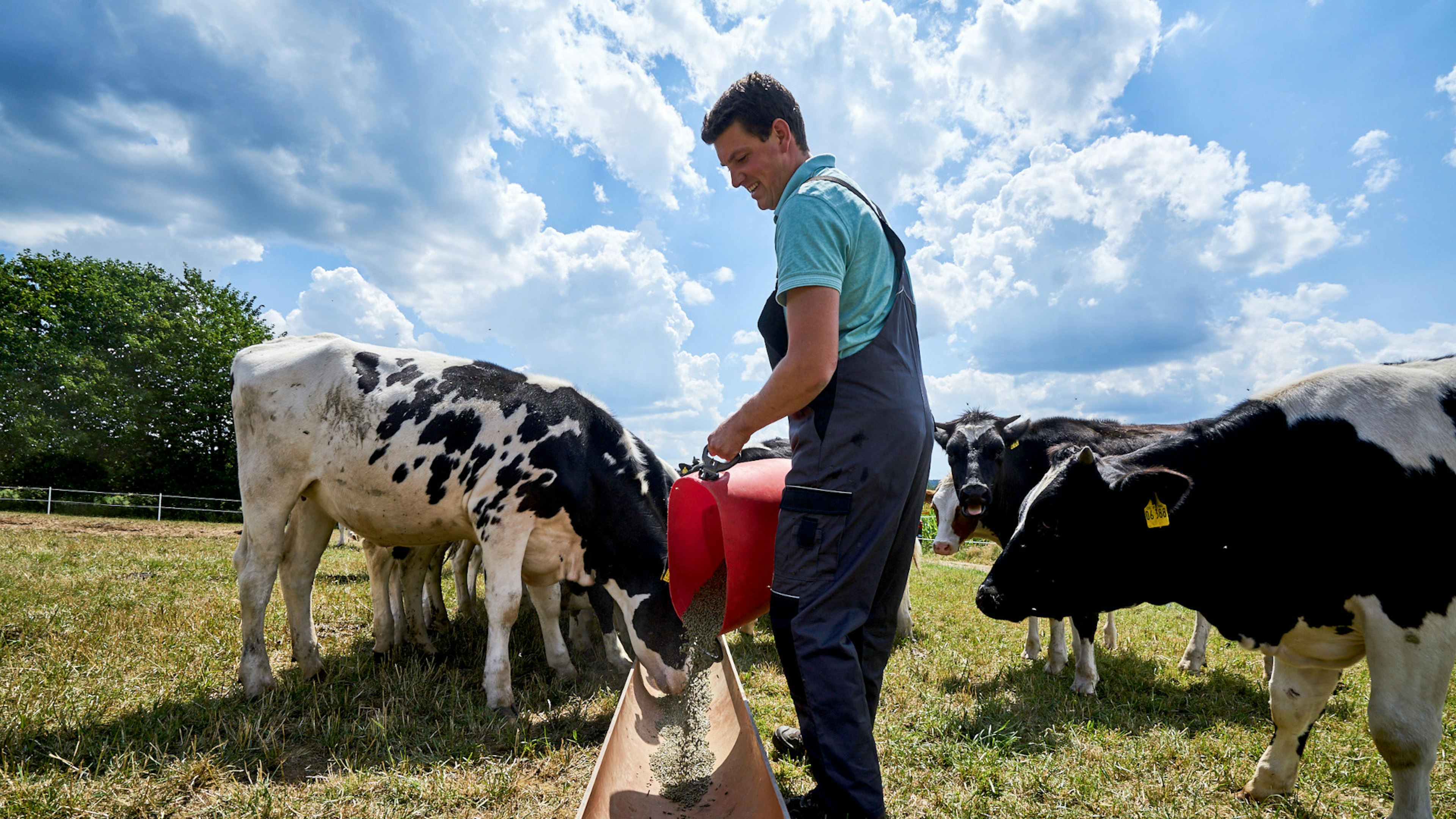 Ein Landwirt der die Kühe im Freien füttert