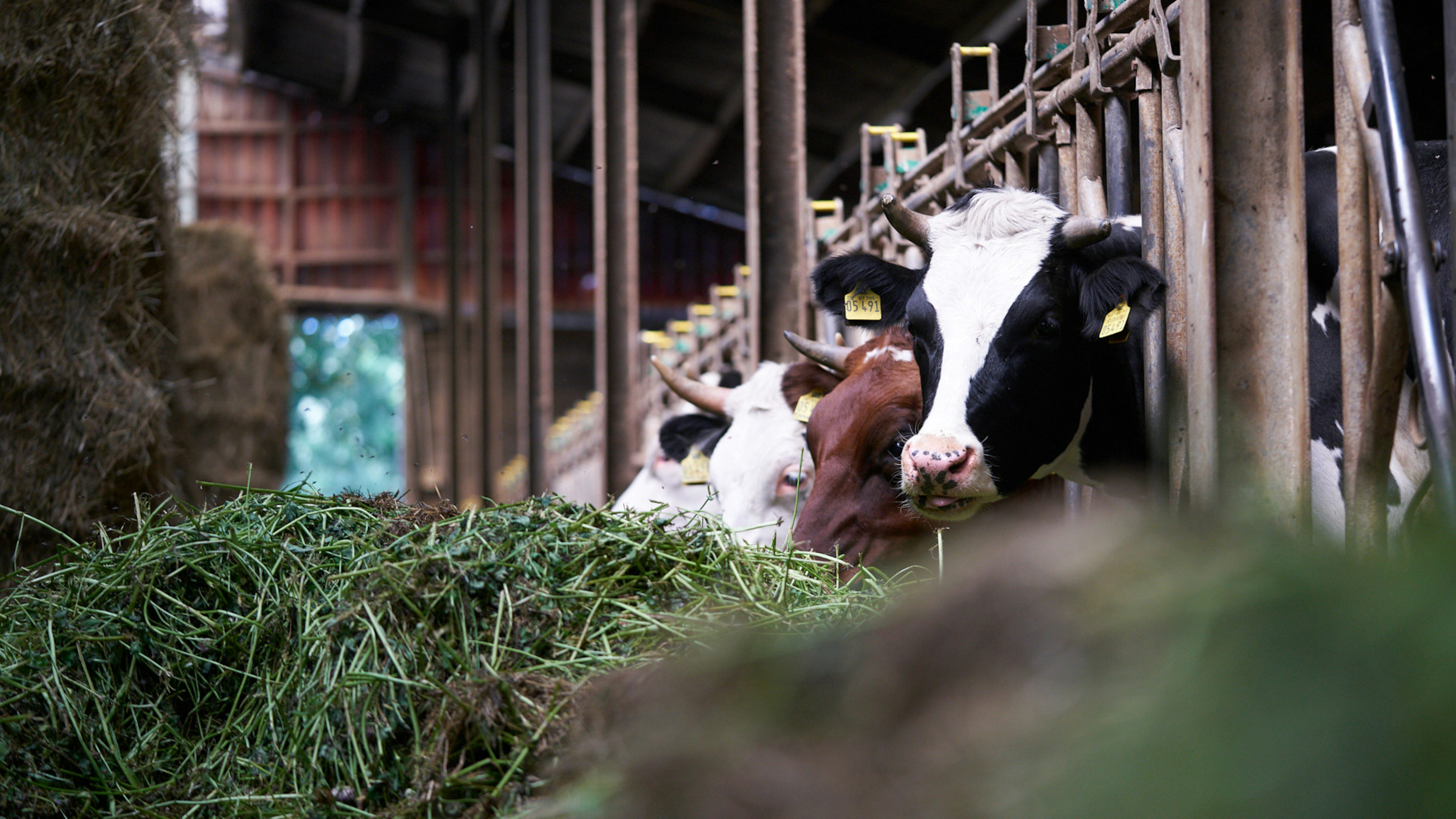 Ein Landwirt der die Kühe im Stall mit frischem Gras füttert