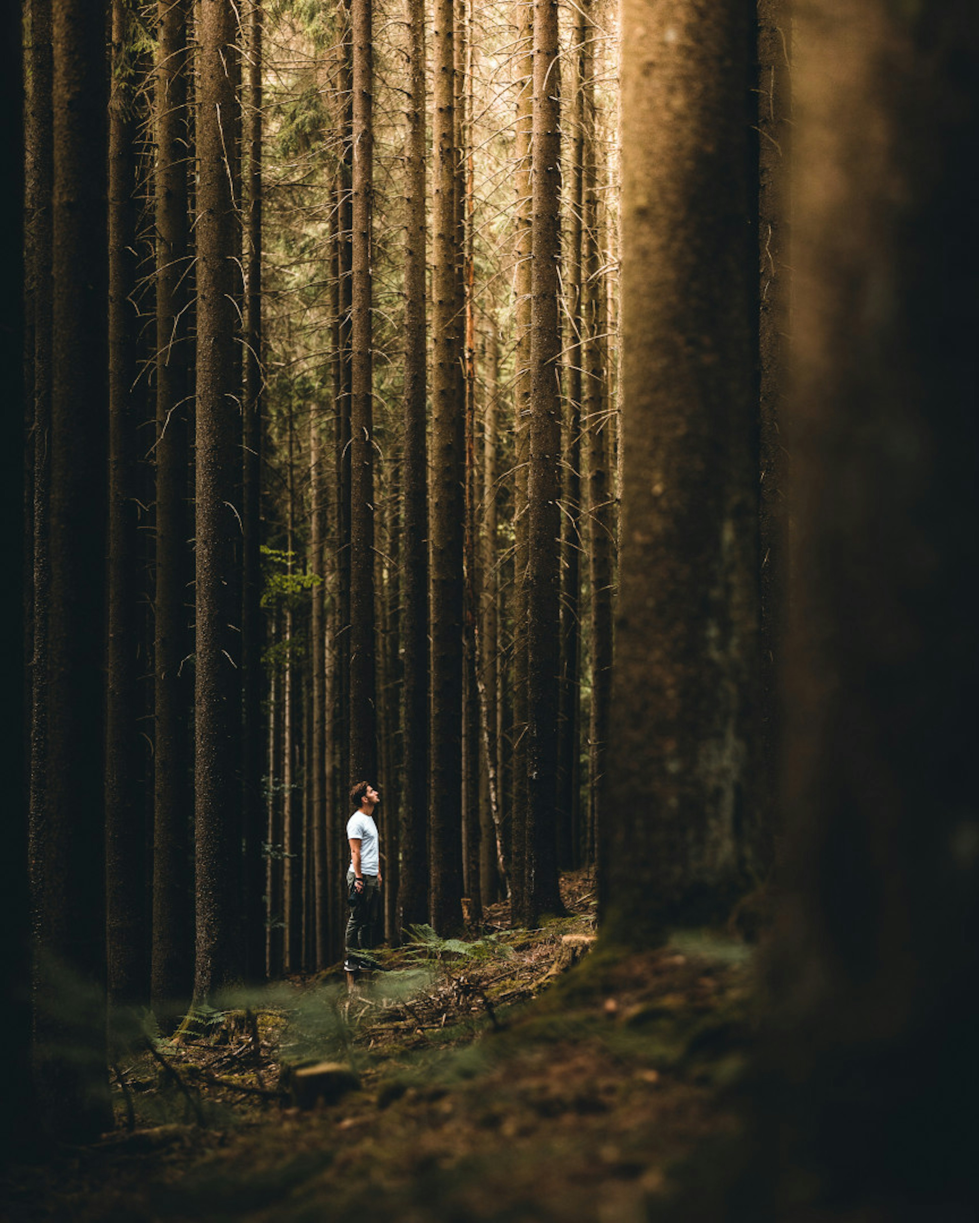 Ein Mann steh in einem dichten Wald und schaut nach oben