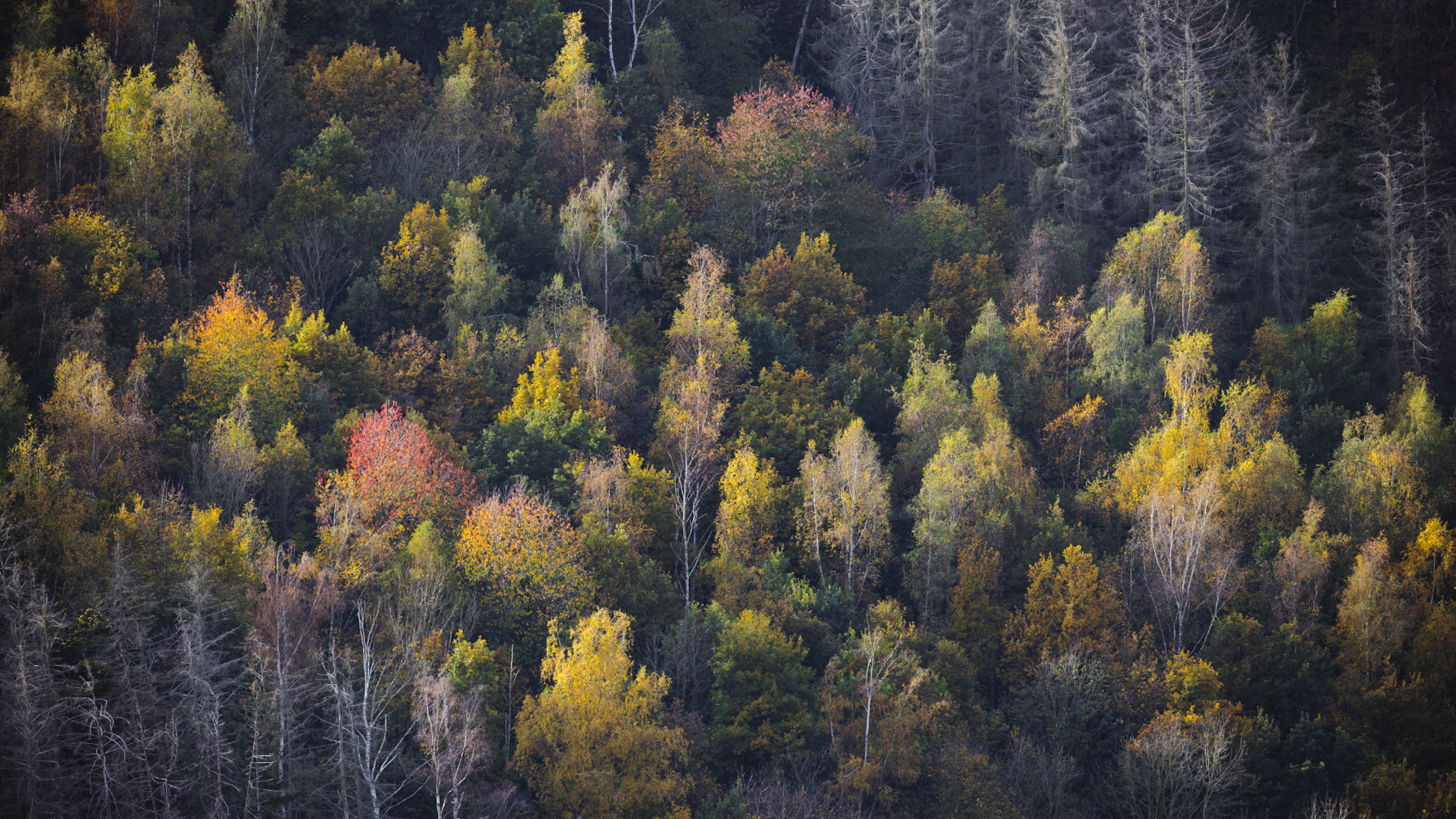 Bunt verfärbter Mischwald im Herbst