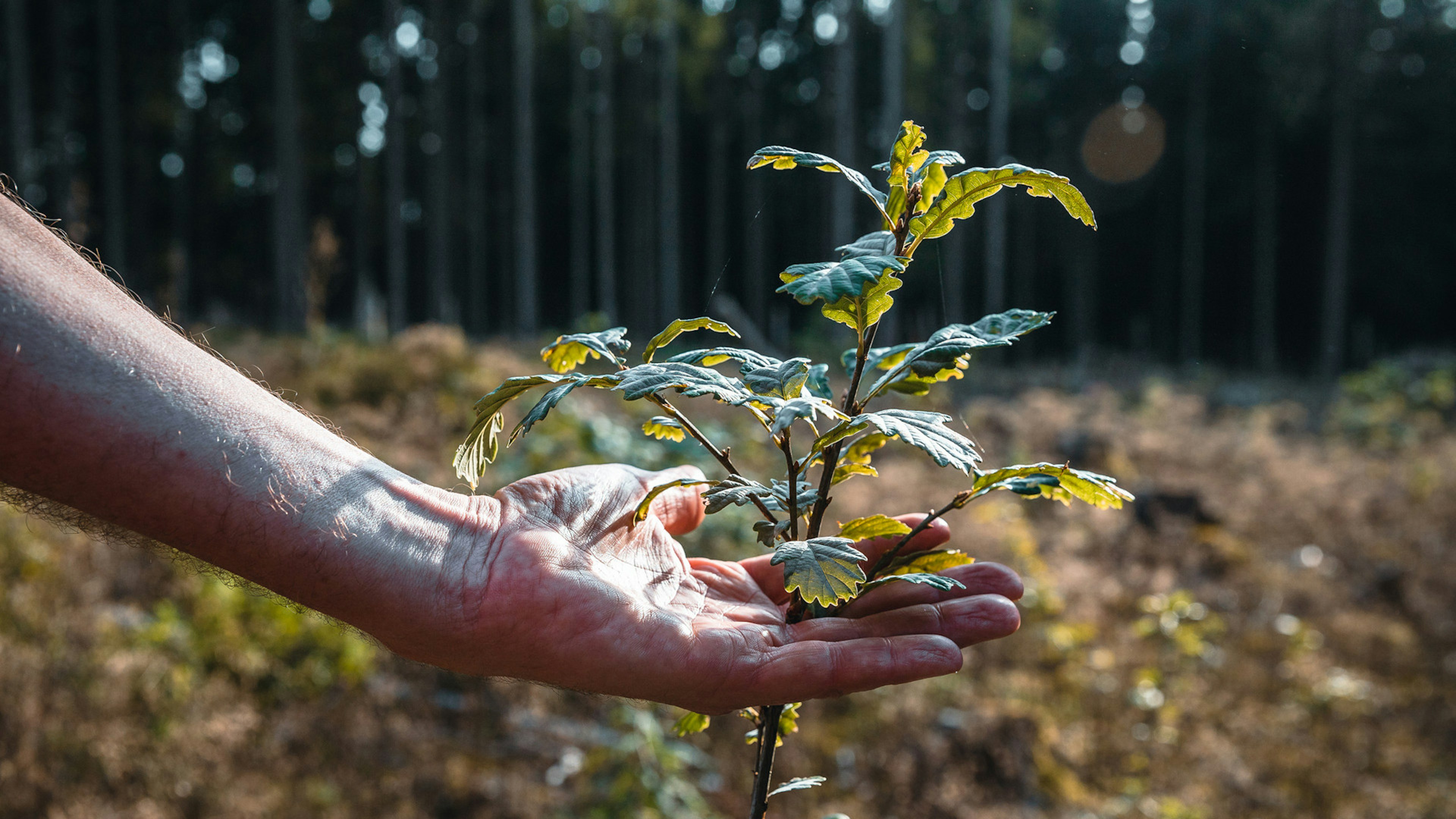 Landschaftsaufnahme, eine Hand hält eine Pflanze in der Hand